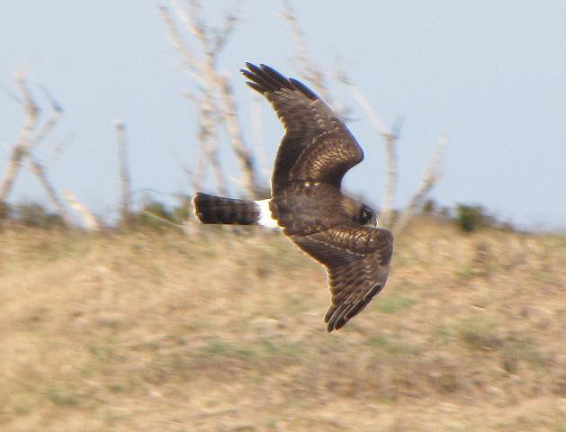 Northern Harrier